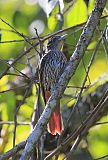 Maroon Oriole